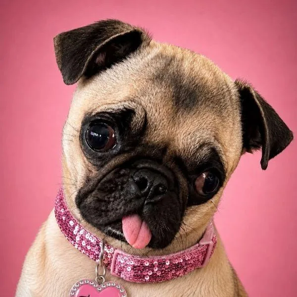 A young small-sized female Yellow / Tan / Blond / Fawn Pug dog named Tawny for adoption in Alvin, TX