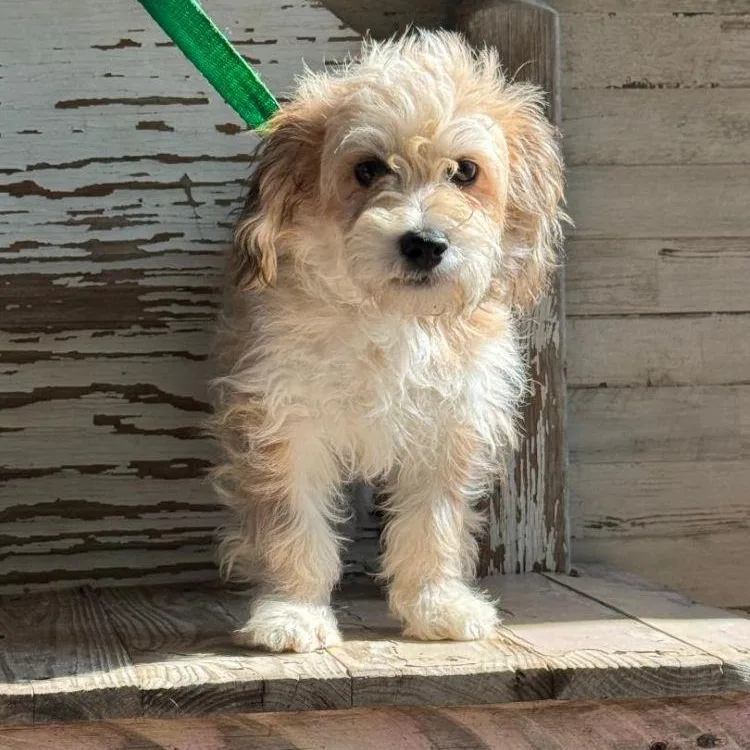 A young small-sized female Apricot / Beige Shih Tzu dog named Otile for adoption in Carrollton, TX