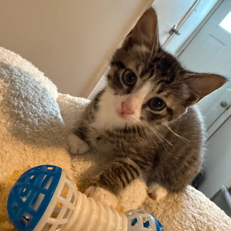 A baby small-sized male Brown / Chocolate Domestic Short Hair cat named Oyster for adoption in York, PA