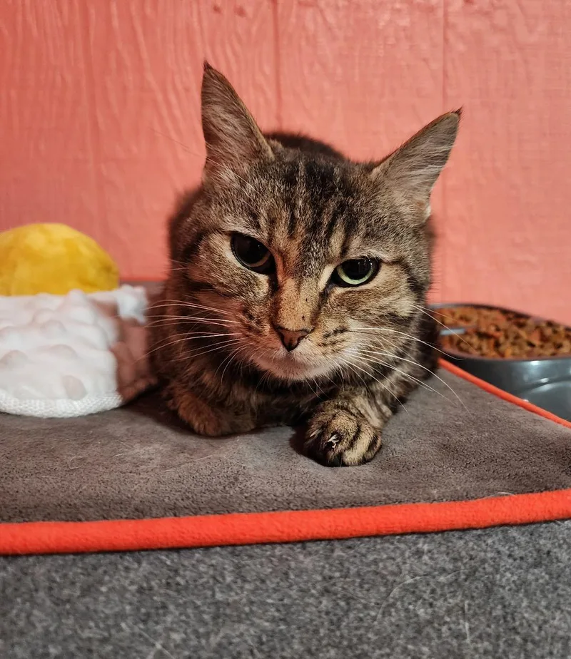 A young medium-sized male Domestic Short Hair cat named Crabbypants for adoption in Point Pleasant, WV