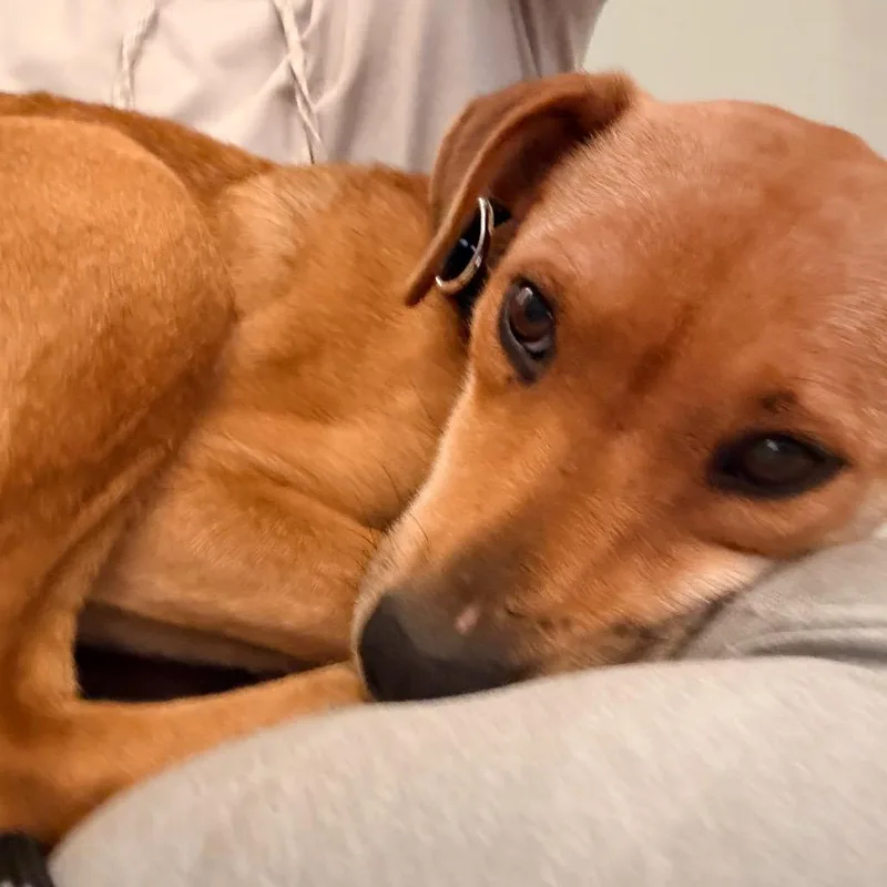 An adult medium-sized female Chihuahua dog named Gabby for adoption in Sacramento, CA