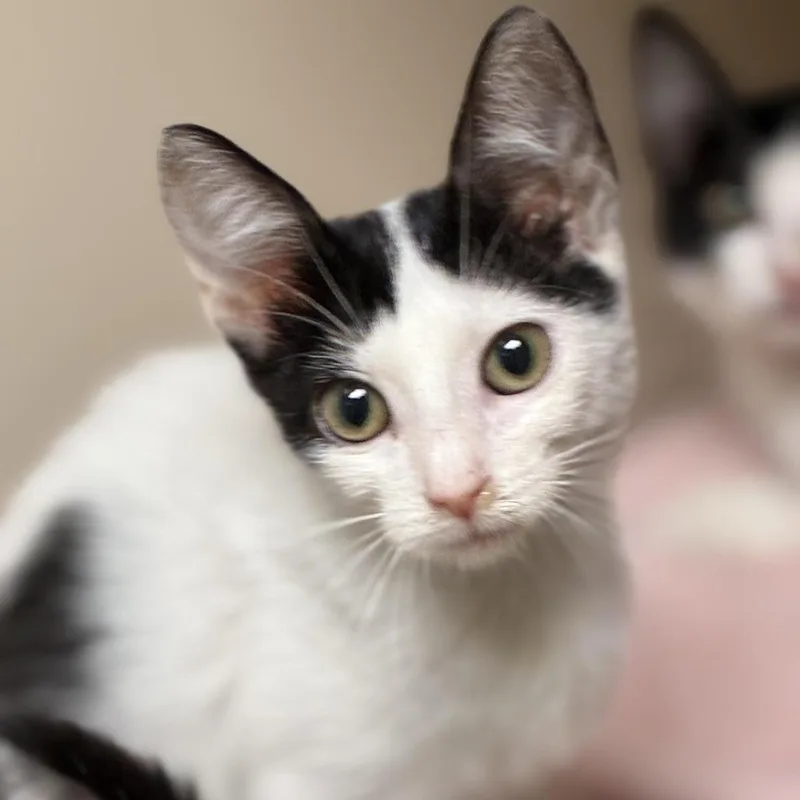 A baby small-sized female White Domestic Short Hair cat named Marbles for adoption in South Elgin, IL