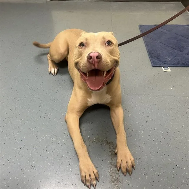 A young large-sized male Pit Bull Terrier dog named Thumper for adoption in Denver, CO