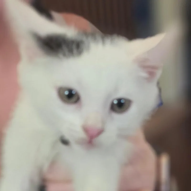 A baby small-sized male White Domestic Short Hair cat named Painter Smurf for adoption in Muncie, IN
