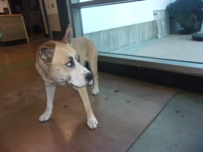 A young medium-sized male German Shepherd Dog dog named Kevin for adoption in Van Nuys, CA