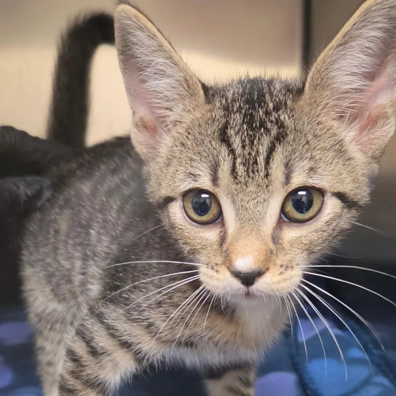 A baby small-sized female Brown / Chocolate Domestic Short Hair cat named Plum for adoption in Lakeland, FL