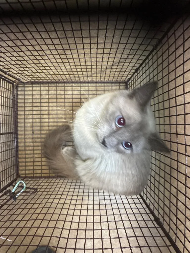 A young medium-sized male Siamese cat named Caelum for adoption in New Braunfels, TX