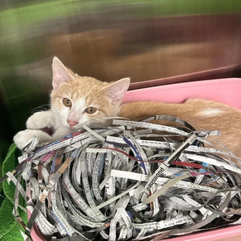 A baby small-sized female Buff / Tan / Fawn Domestic Short Hair cat named Mohan FKA Kano for adoption in Philadelphia, PA