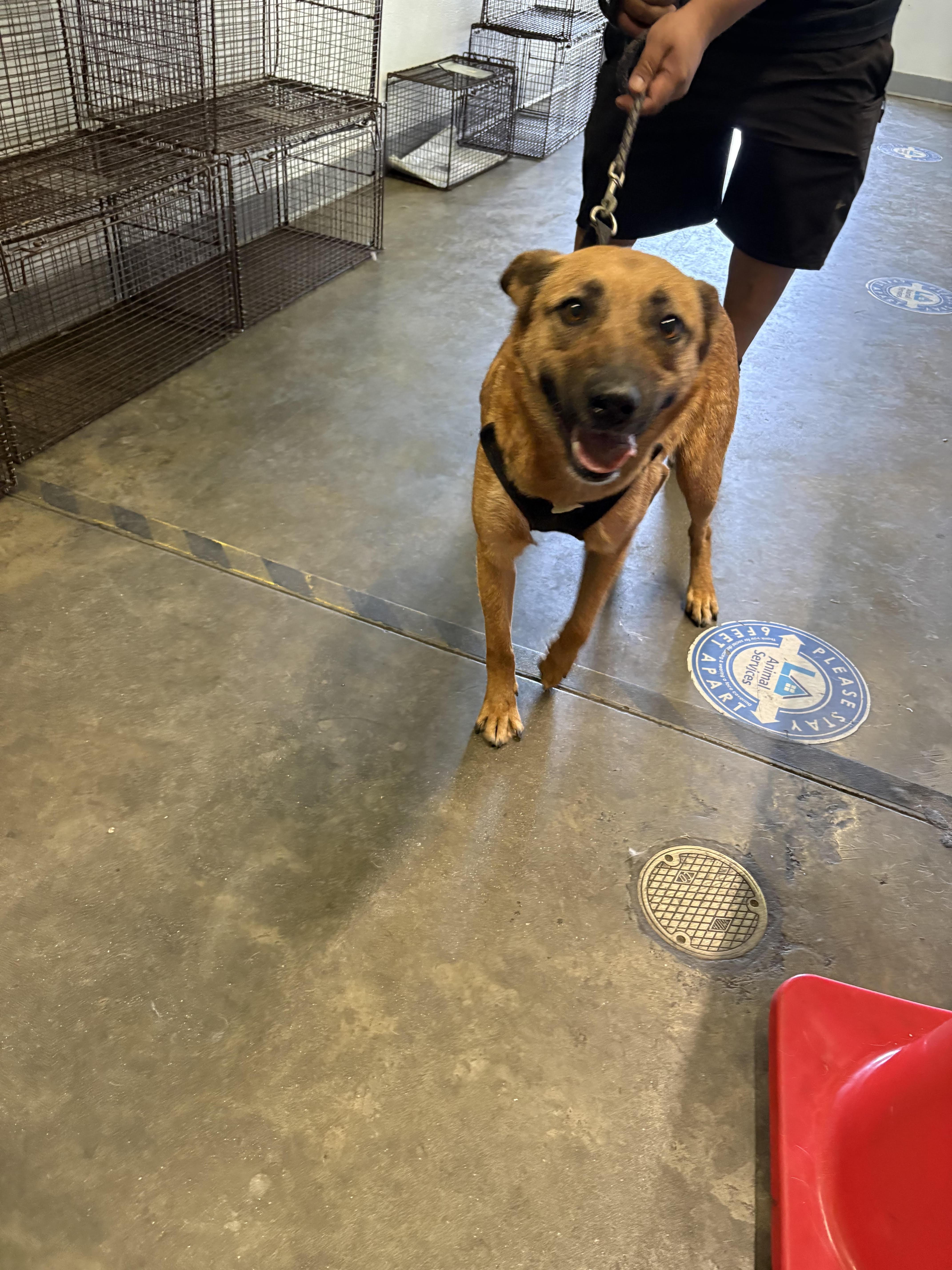 A young medium-sized female German Shepherd Dog dog named Foxy for adoption in Los Angeles, CA