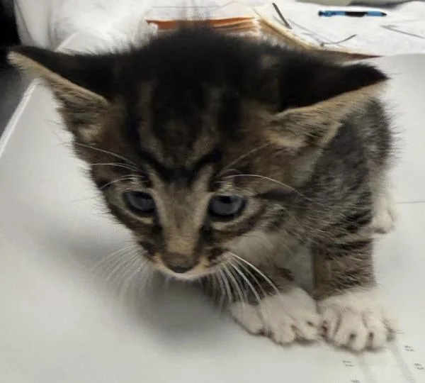 A baby medium-sized male Domestic Short Hair cat named Latte for adoption in Dublin, CA