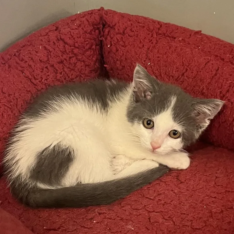 A baby small-sized female Gray / Blue / Silver Domestic Short Hair cat named Belinda for adoption in Potomac, MD