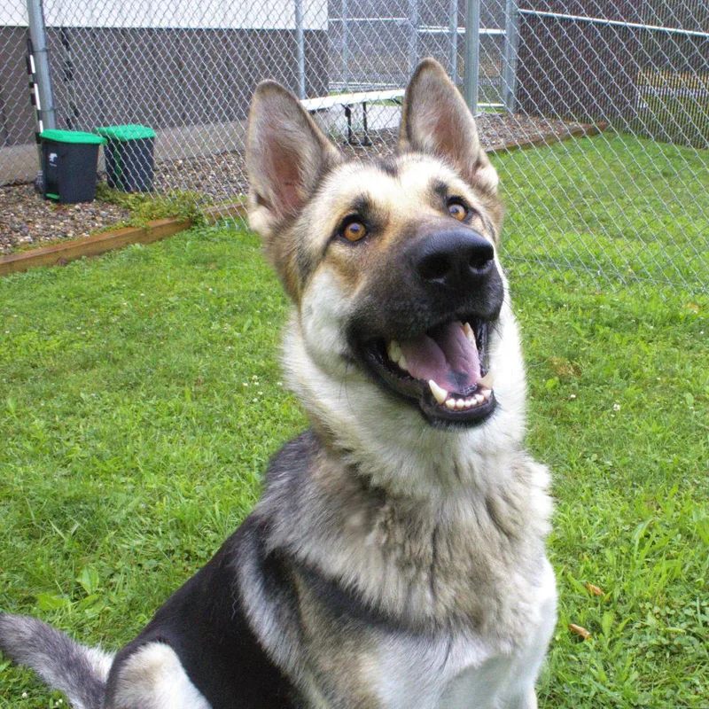 A young large-sized female Yellow / Tan / Blond / Fawn German Shepherd Dog dog named Clover for adoption in Carrollton, OH