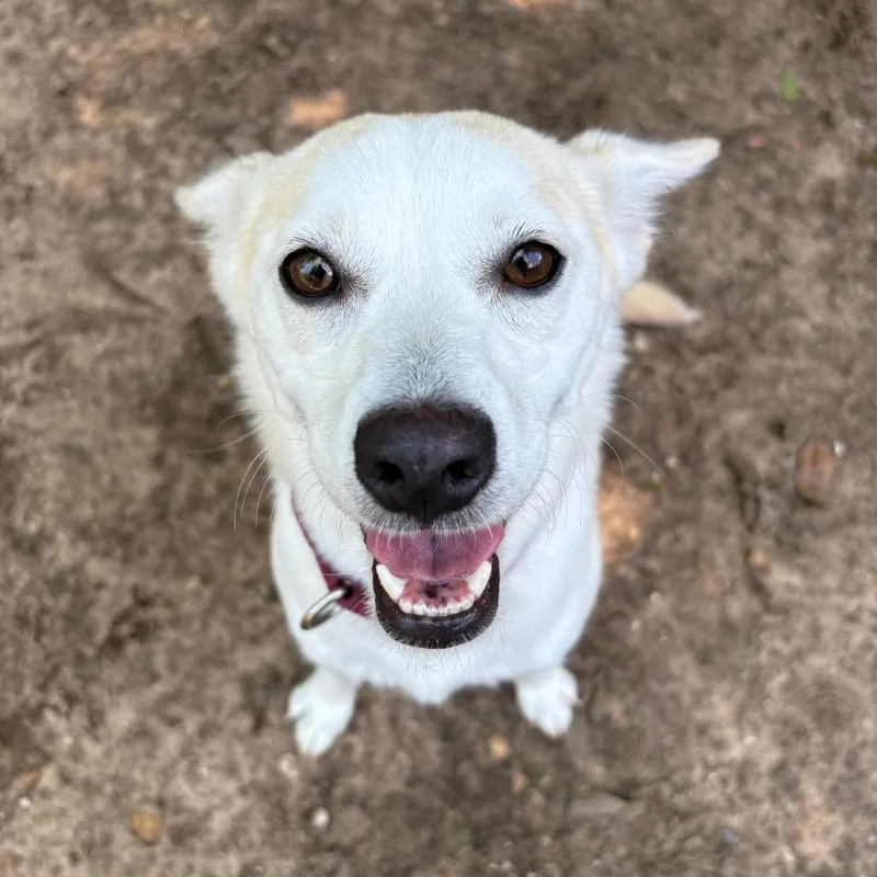 A young medium-sized female White / Cream Mixed Breed dog named Foxy for adoption in Pensacola, FL