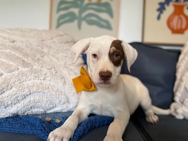A baby medium-sized male Pit Bull Terrier dog named Liam Sweetpea for adoption in Friendswood, TX