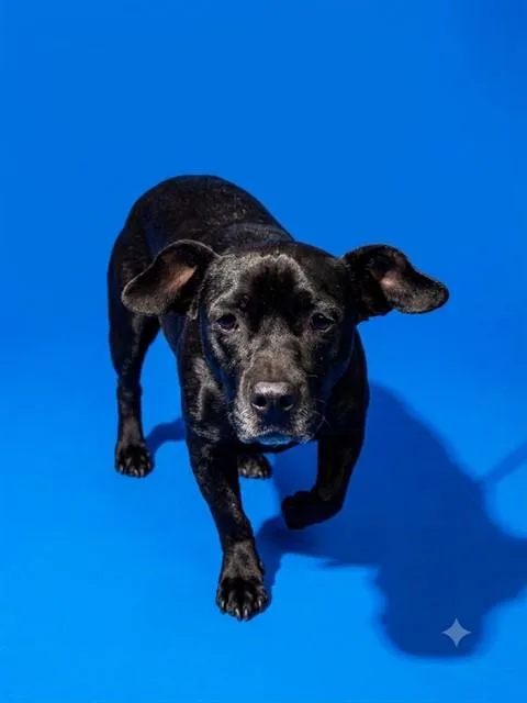 An adult small-sized female Mixed Breed dog named Casey for adoption in Jacksonville, FL