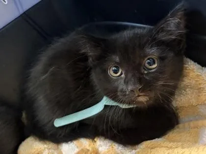 A baby small-sized female Domestic Short Hair cat named Martha for adoption in Fairfax, VA