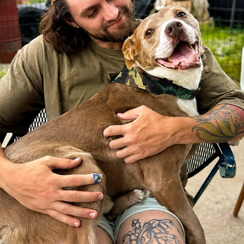 An adult medium-sized male Apricot / Beige Pit Bull Terrier dog named Edison for adoption in Detroit, MI