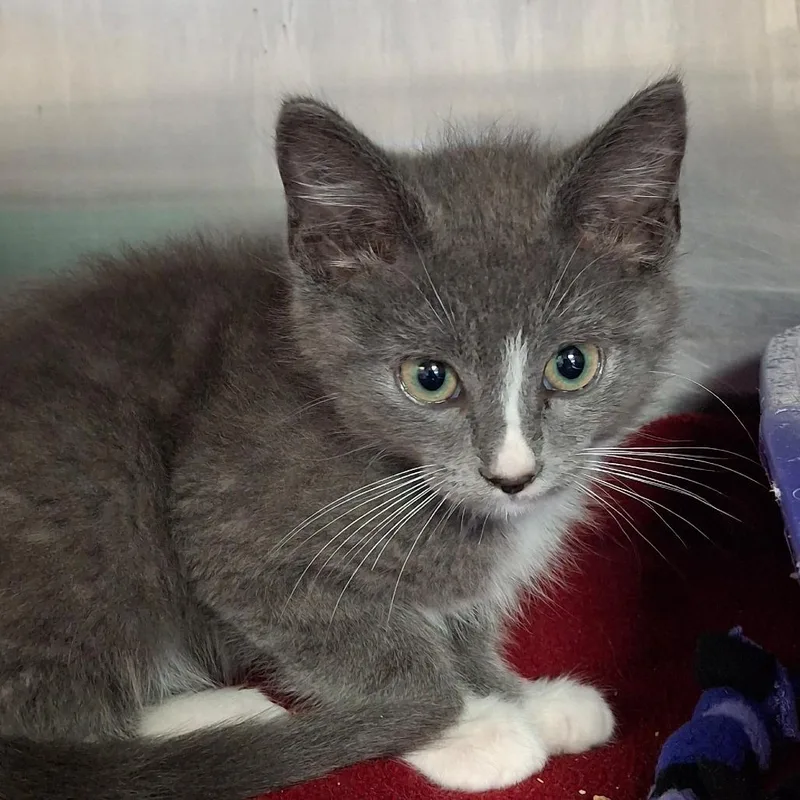 A baby small-sized male Gray / Blue / Silver Domestic Medium Hair cat named Wizard for adoption in Lakeland, FL