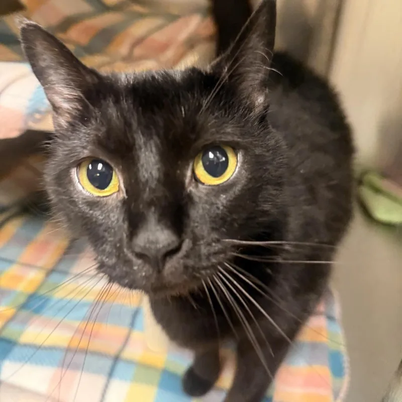 An adult large-sized male Black Domestic Short Hair cat named Amos for adoption in Fredericksburg, VA