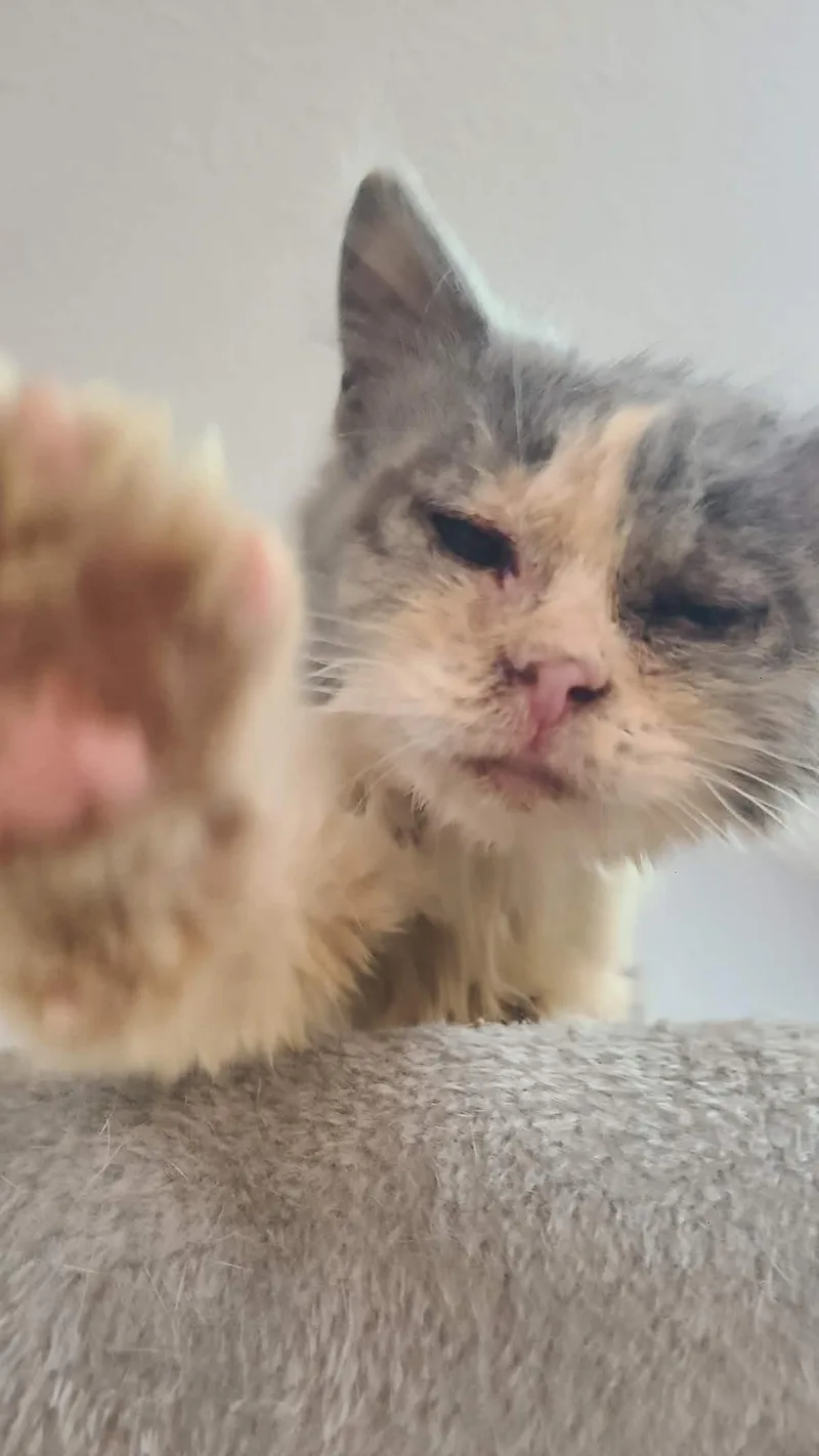 A baby medium-sized female Domestic Long Hair cat named Flip Flop for adoption in Forest, VA