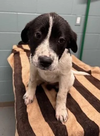 A young large-sized female Great Pyrenees dog named Deet for adoption in Kansas City, MO