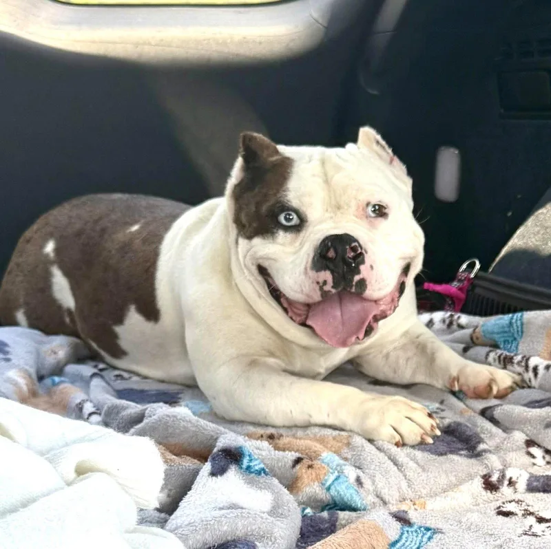 A young medium-sized female American Bulldog dog named Tilly for adoption in Rockville, MD
