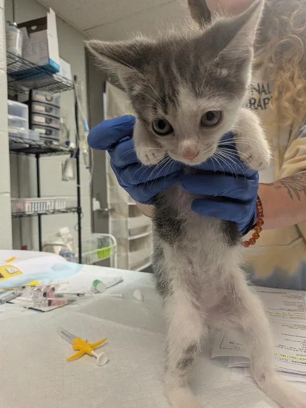 A young small-sized male Tabby (Brown / Chocolate) Domestic Short Hair cat named Jimmy for adoption in Cincinnati, OH