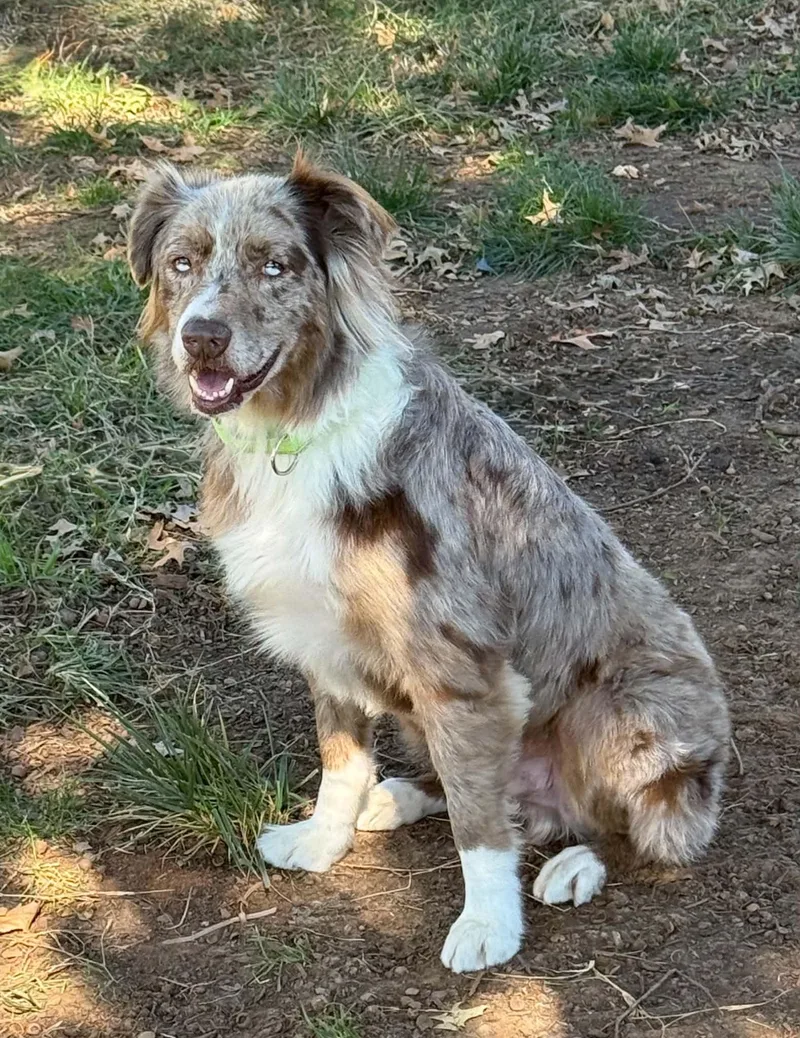 An adult medium-sized male Australian Shepherd dog named Mr. T for adoption in Oklahoma City, OK