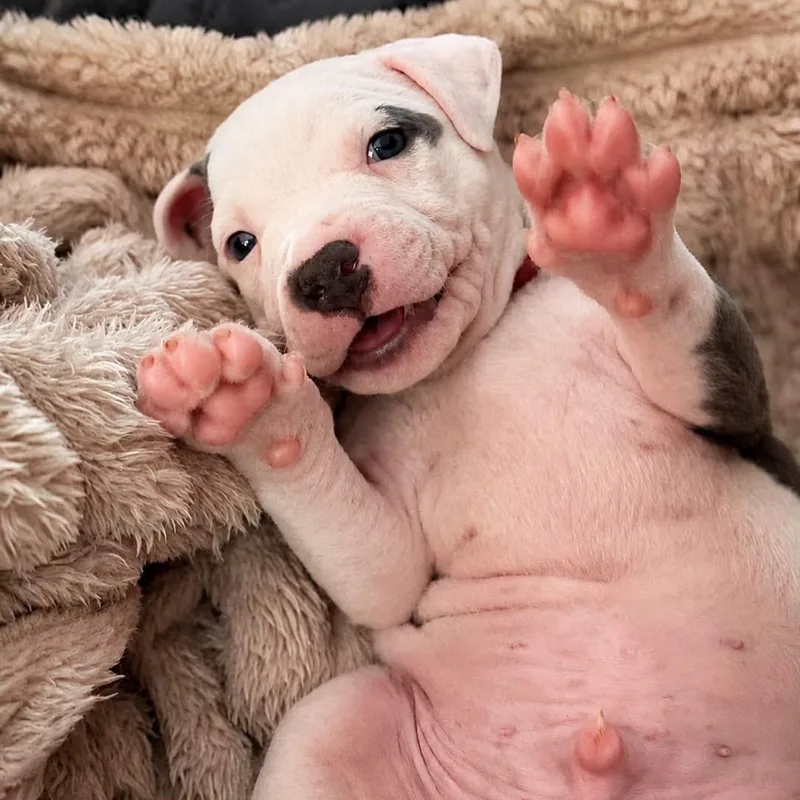 A baby medium-sized male Mixed Breed dog named Timothee Chalamutt for adoption in Cranston, RI