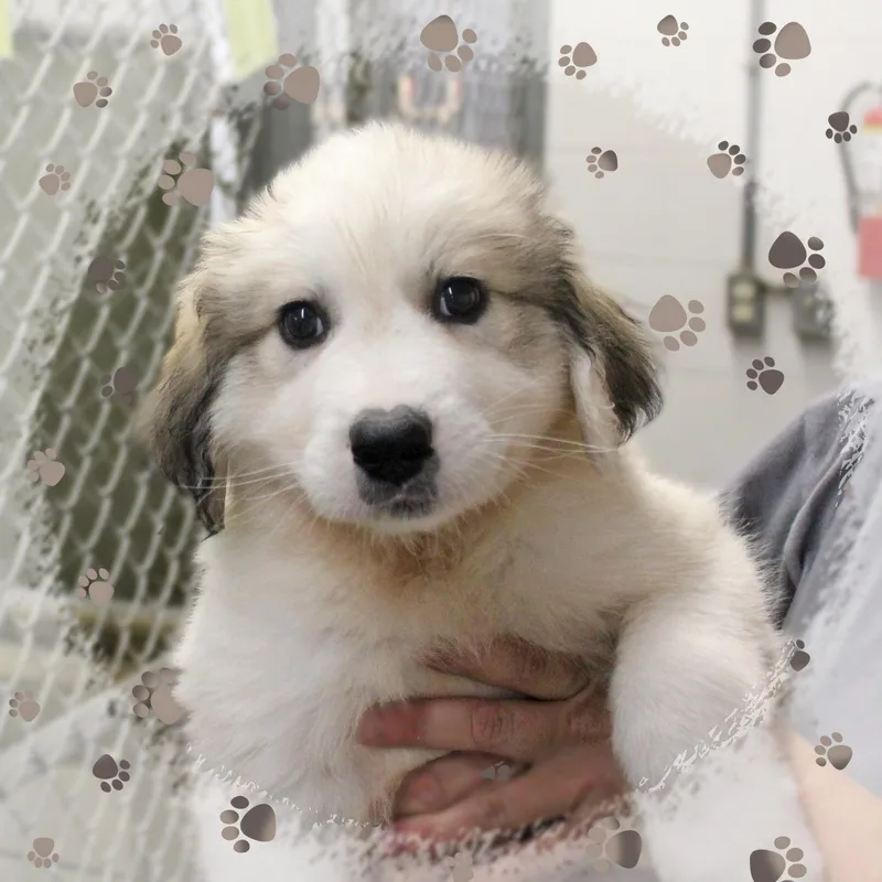 A baby extra large-sized male White / Cream Great Pyrenees dog named Elroy for adoption in Amelia, OH