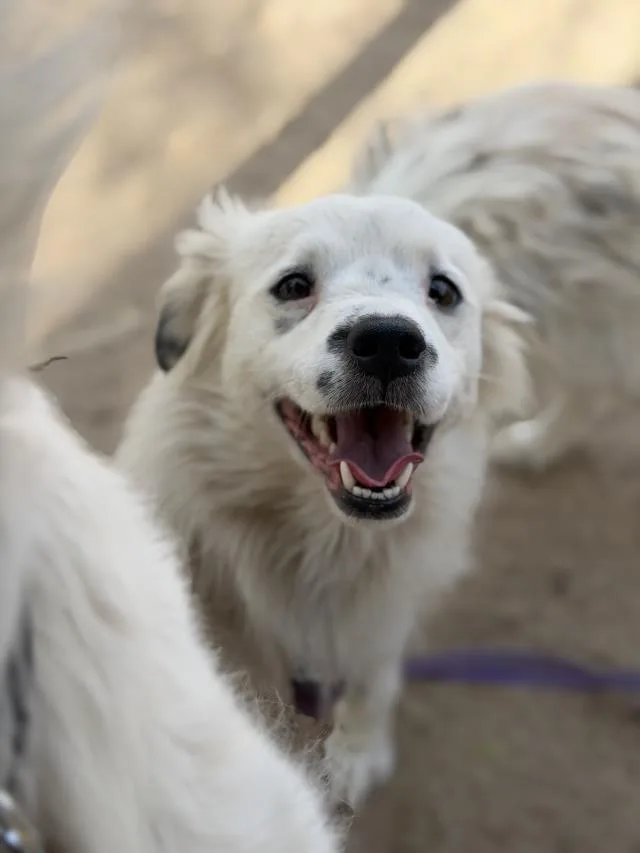 A young small-sized male Australian Shepherd dog named Wesley for adoption in Santa Maria, CA