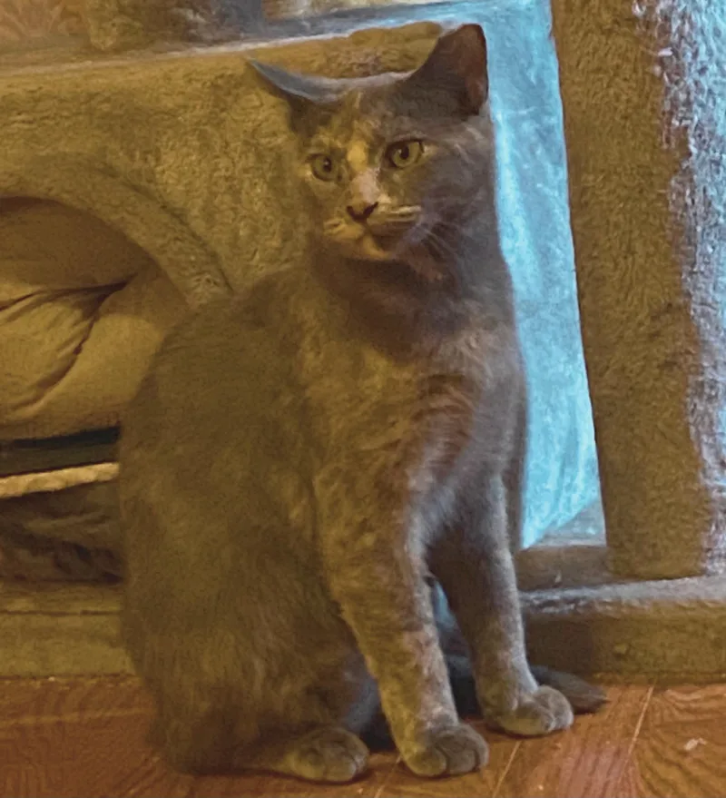 An adult medium-sized female Dilute Calico Domestic Short Hair cat named Cupcake for adoption in Nottingham, MD