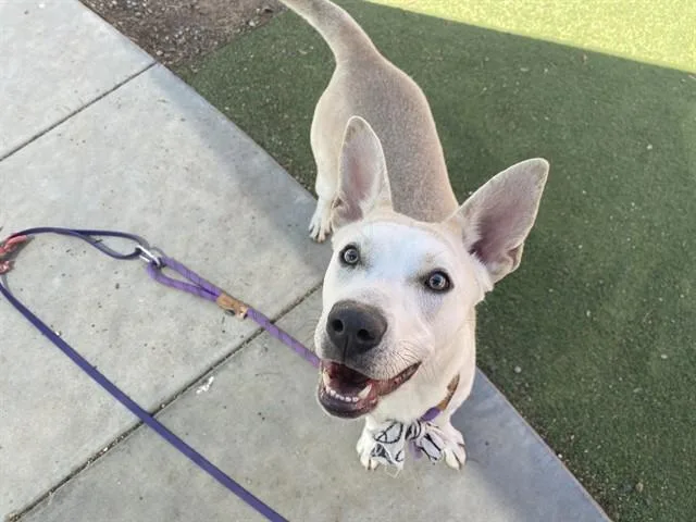 A young large-sized female Siberian Husky dog named Sage for adoption in Phoenix, AZ