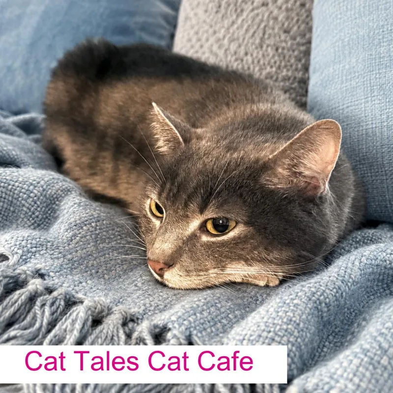 An adult medium-sized male Gray / Blue / Silver Domestic Short Hair cat named Obie for adoption in Chapel Hill, NC