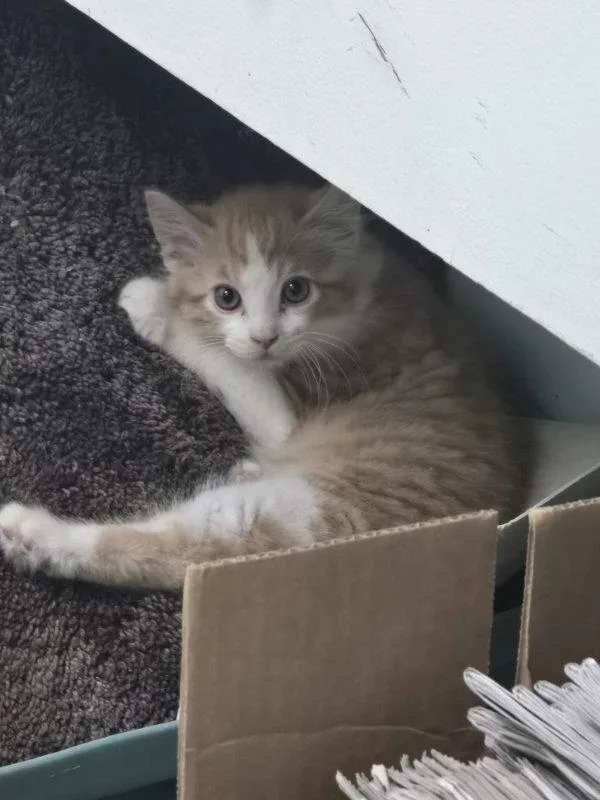 A baby small-sized male Orange & White Domestic Short Hair cat named Nacho for adoption in House Springs, MO