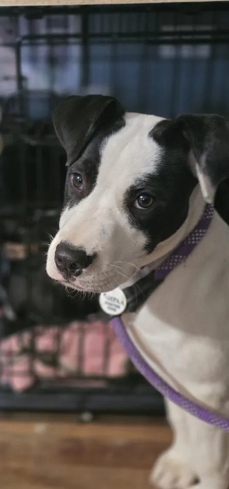 A baby medium-sized male Tricolor (Brown, Black, & White) Terrier dog named Buster Bee for adoption in Boston, MA