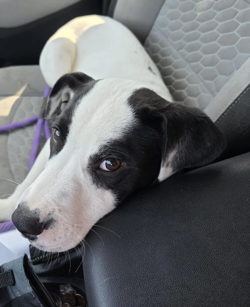 Buster Bee thumbnail 2