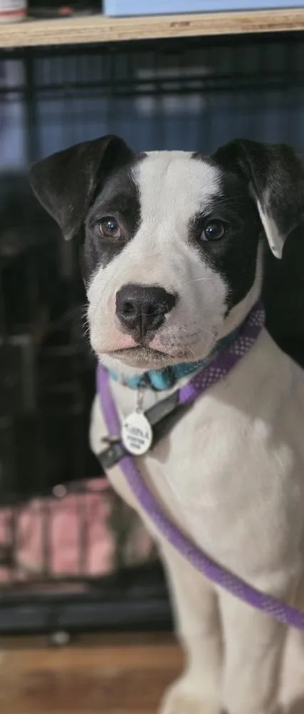 Buster Bee thumbnail 3