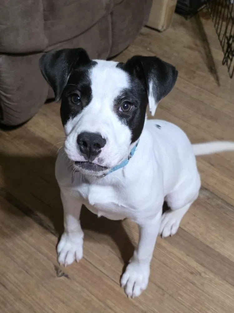 Buster Bee thumbnail 4