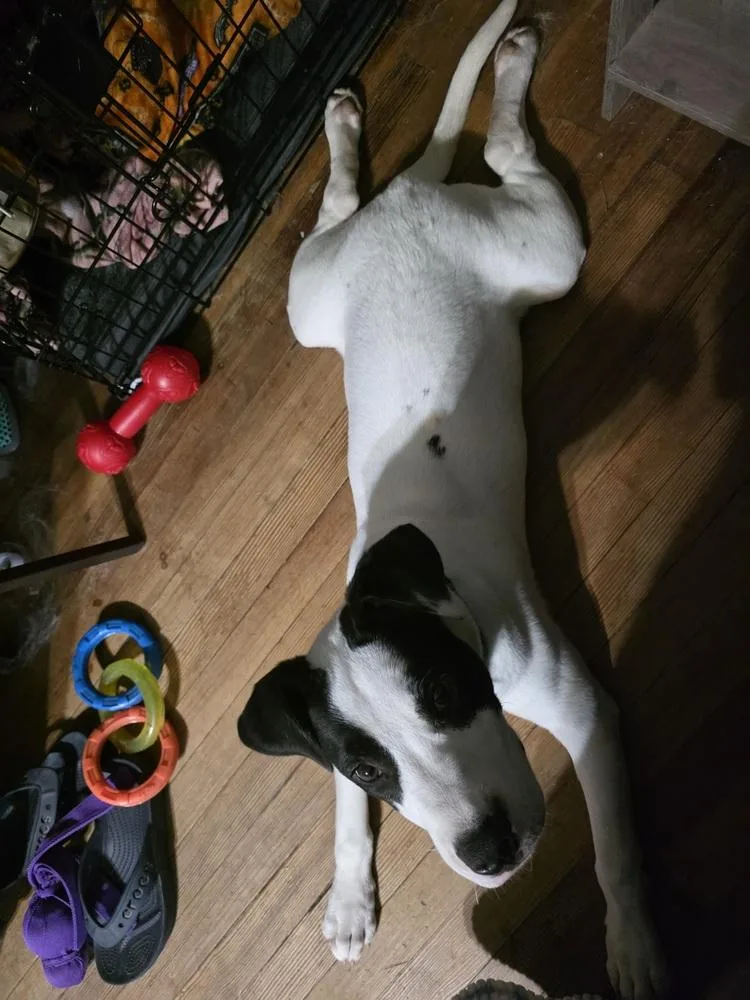 Buster Bee thumbnail 5