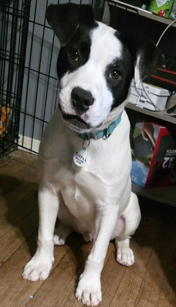 Buster Bee thumbnail 6