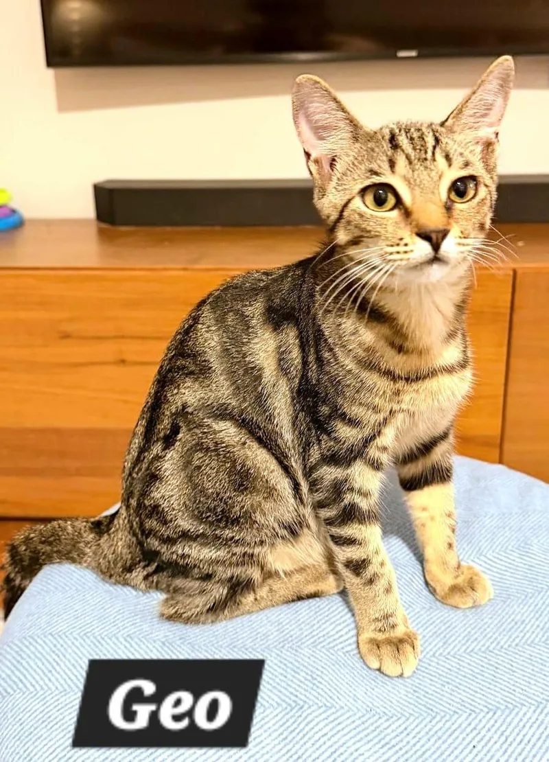 A young medium-sized male American Shorthair cat named Geo for adoption in miami, FL