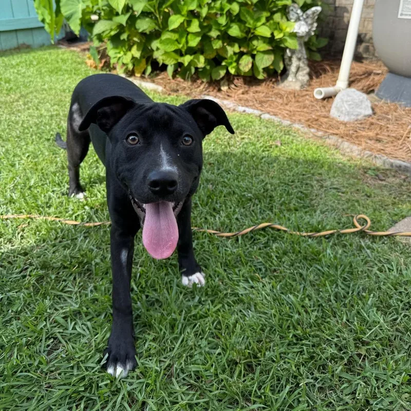 A young medium-sized female Black Terrier dog named Zelda for adoption in Daphne, AL