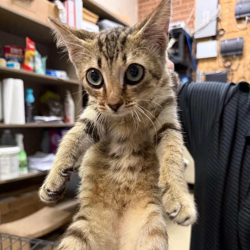 A baby small-sized female Brown / Chocolate Domestic Short Hair cat named Augie for adoption in Birmingham, AL