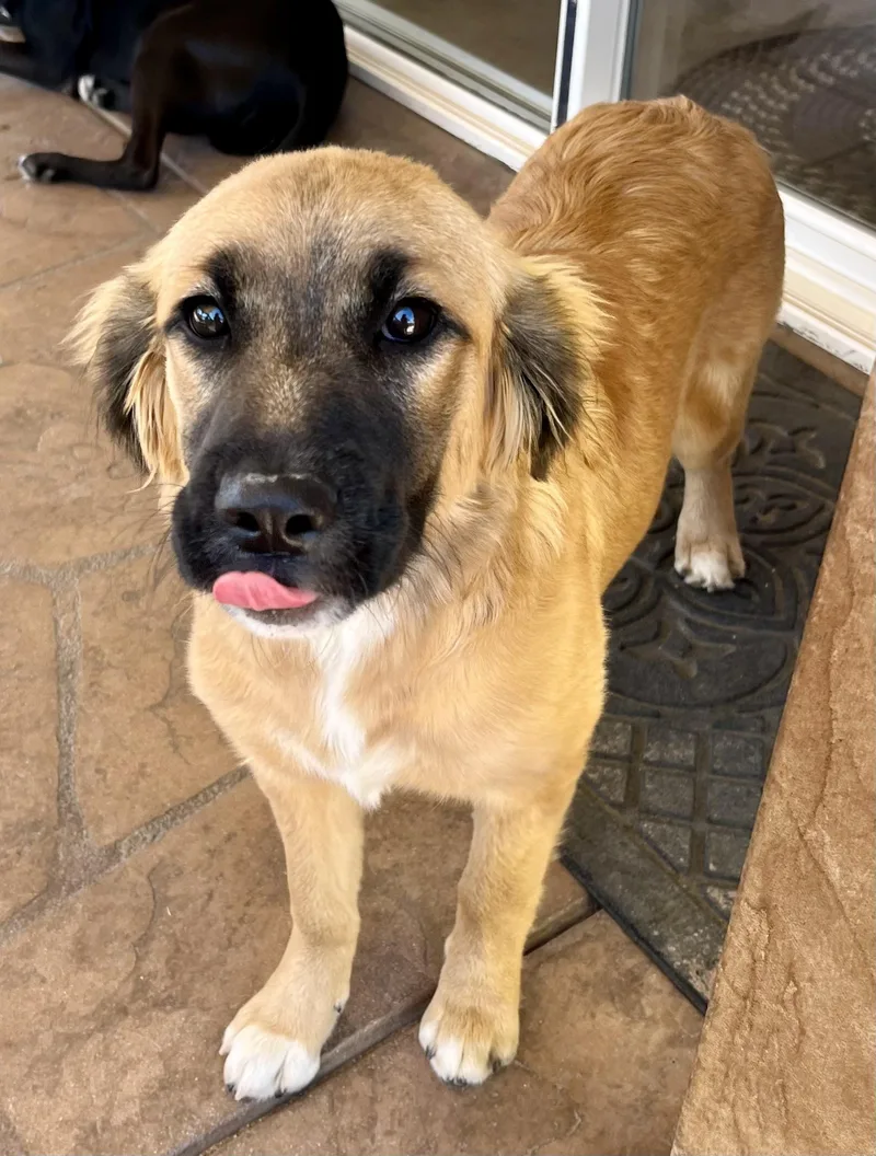 A baby medium-sized female Golden Retriever dog named Daisy for adoption in Lancaster, CA