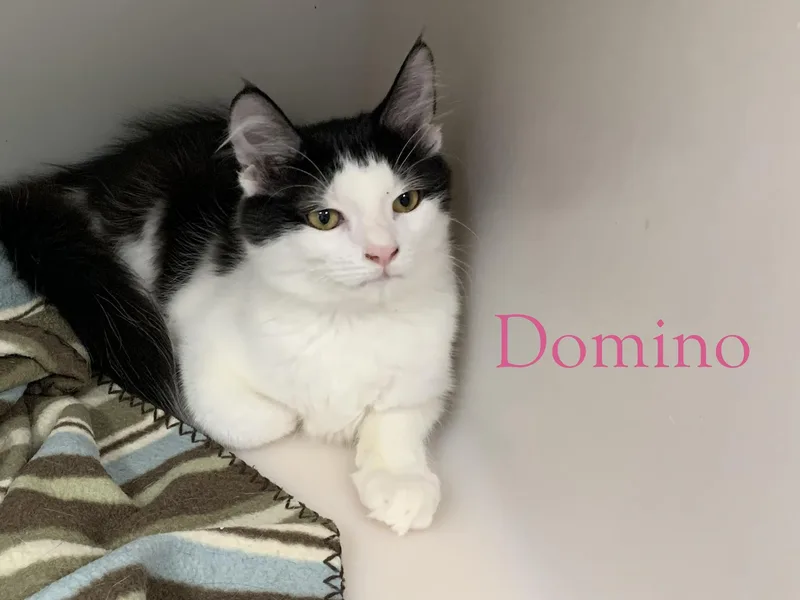 Domino