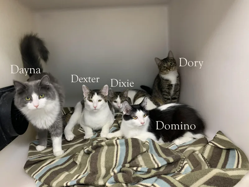 Domino thumbnail 3