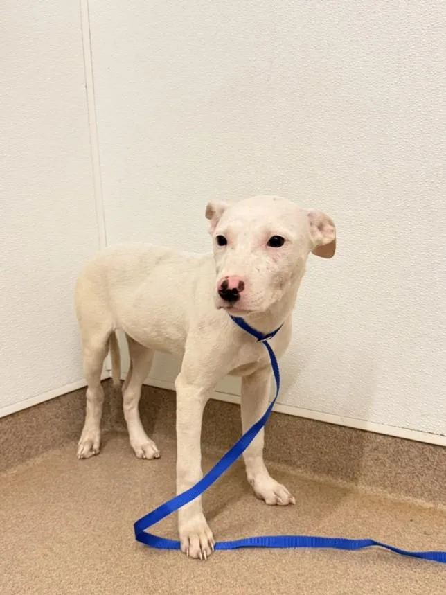 A baby small-sized female Pit Bull Terrier dog named Patty for adoption in Hayward, CA