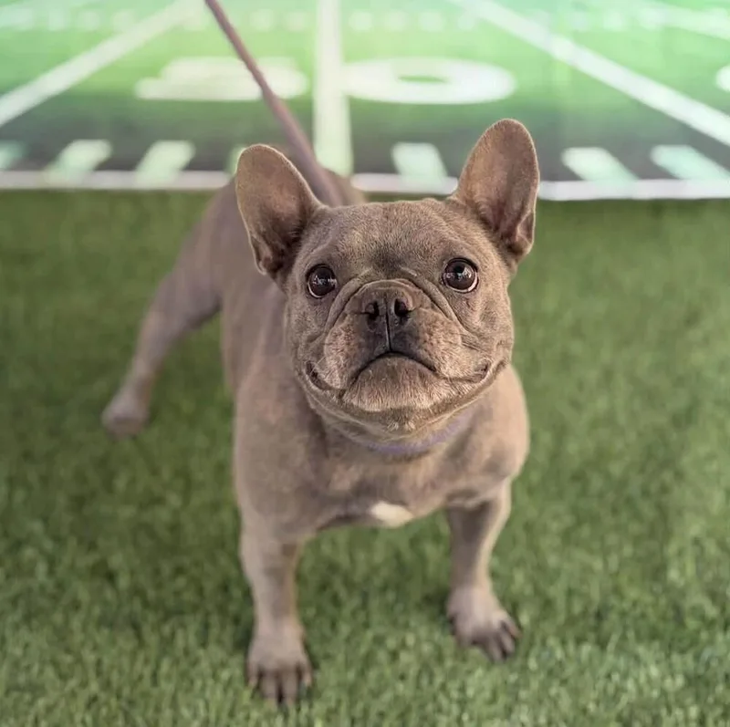 An adult small-sized female French Bulldog dog named Clementine for adoption in Long Island City, NY