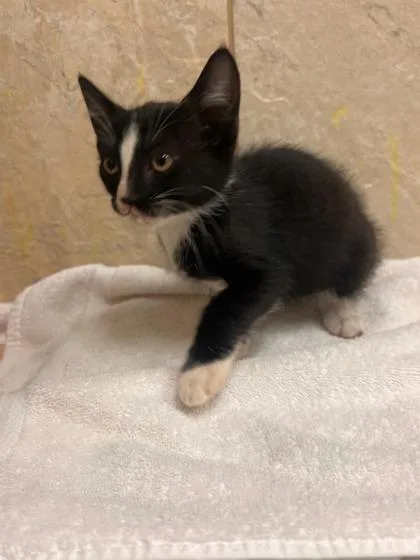 A baby small-sized male Domestic Short Hair cat named Maxwell for adoption in Honolulu, HI